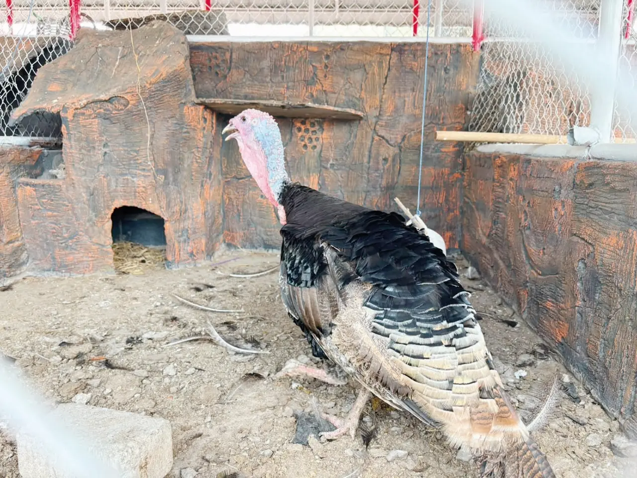 Ayam Kalkun