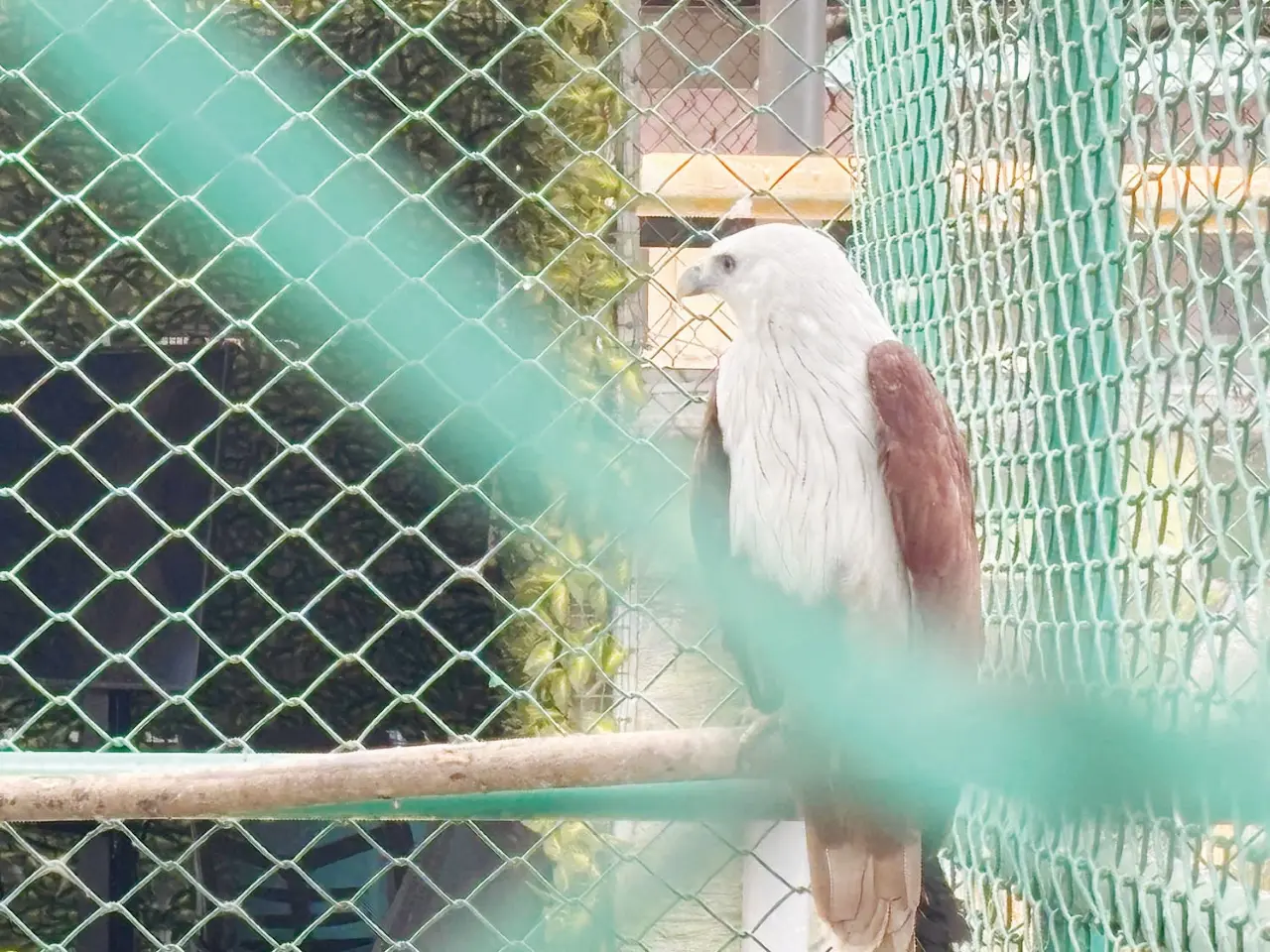 Burung Elang