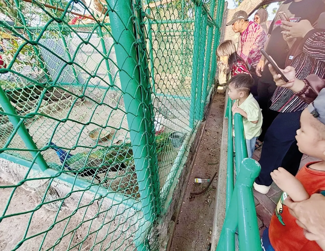 Burung Merak