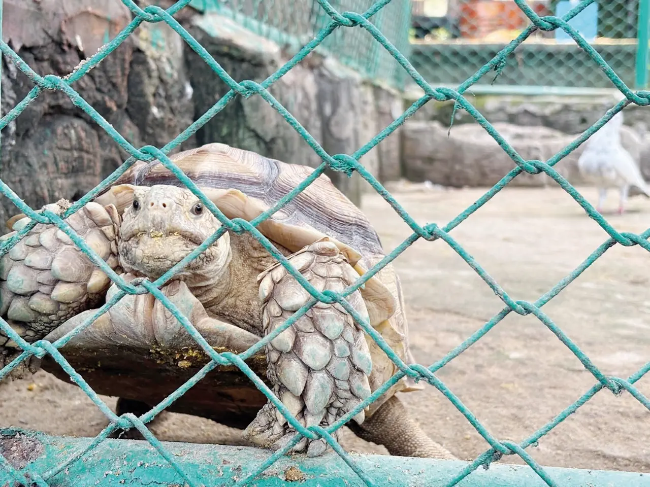 Kura-Kura Sulcata