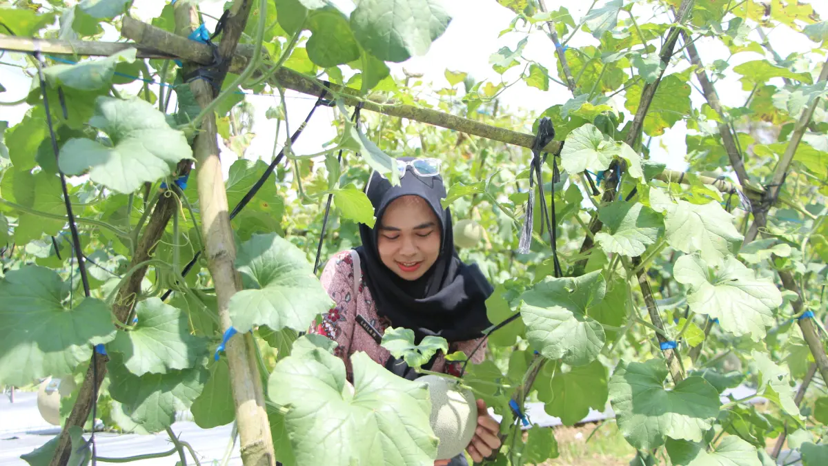 APRESIASI: Pemkab HST mengapresiasi inovasi Agrowisata petik melon di Desa Jatuh, Kecamatan Pandawan. (Foto: DPMD HST)