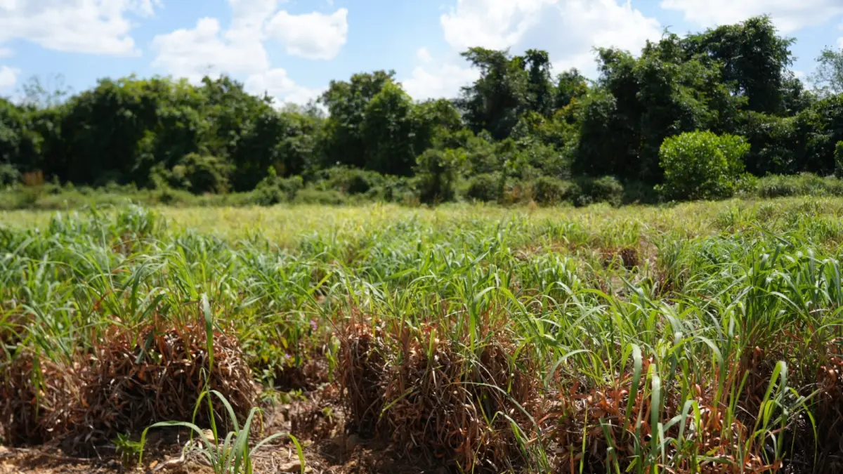 HARAPAN PETANI: Tanaman serai wangi yang ditanam di lahan eks tambang, jadi penghasilan baru petani. (Foto Rasidi Fadli)&nbsp;