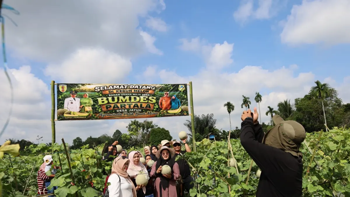 LUDES: Buah melon sebanyak 6,2 ton ludes terjual dalam tiga hari. (Foto: Jamaluddin/Radar Banjarmasin)
