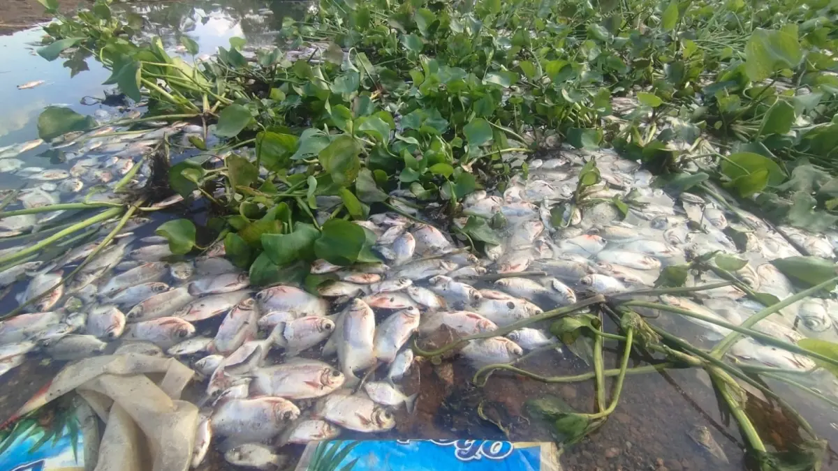 TERCEMAR: Bangkai ikan mengapung di Sungai Martapura setelah kematian massal ikan budidaya di kawasan hulu. Pencemaran memicu bau menyengat hingga warga menghentikan penggunaan air sungai untuk kebutuhan sehari-hari. (Foto: Fadlan Zakiri/Radar Banjarmasin)