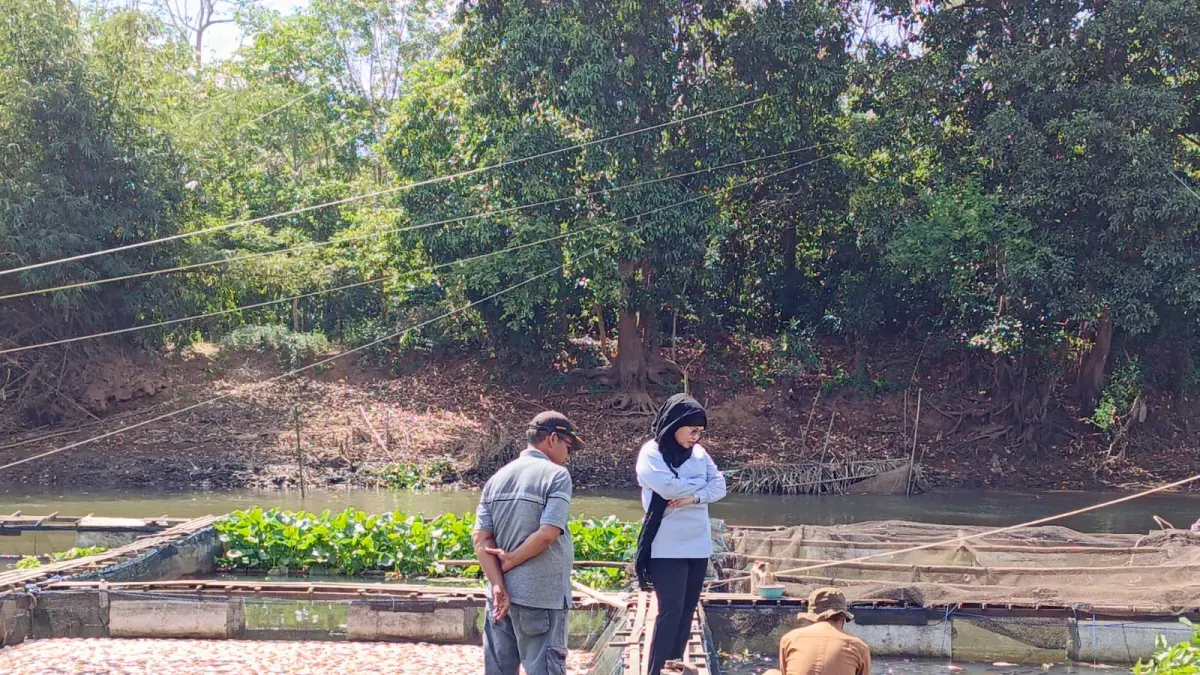 TERDAMPAK: Kepala Desa Sungai Arfat bersama pembudidaya ikan dan DPD Tani Merdeka Indonesia meninjau keramba jaring apung yang terdampak penurunan debit air saat musim kemarau.
