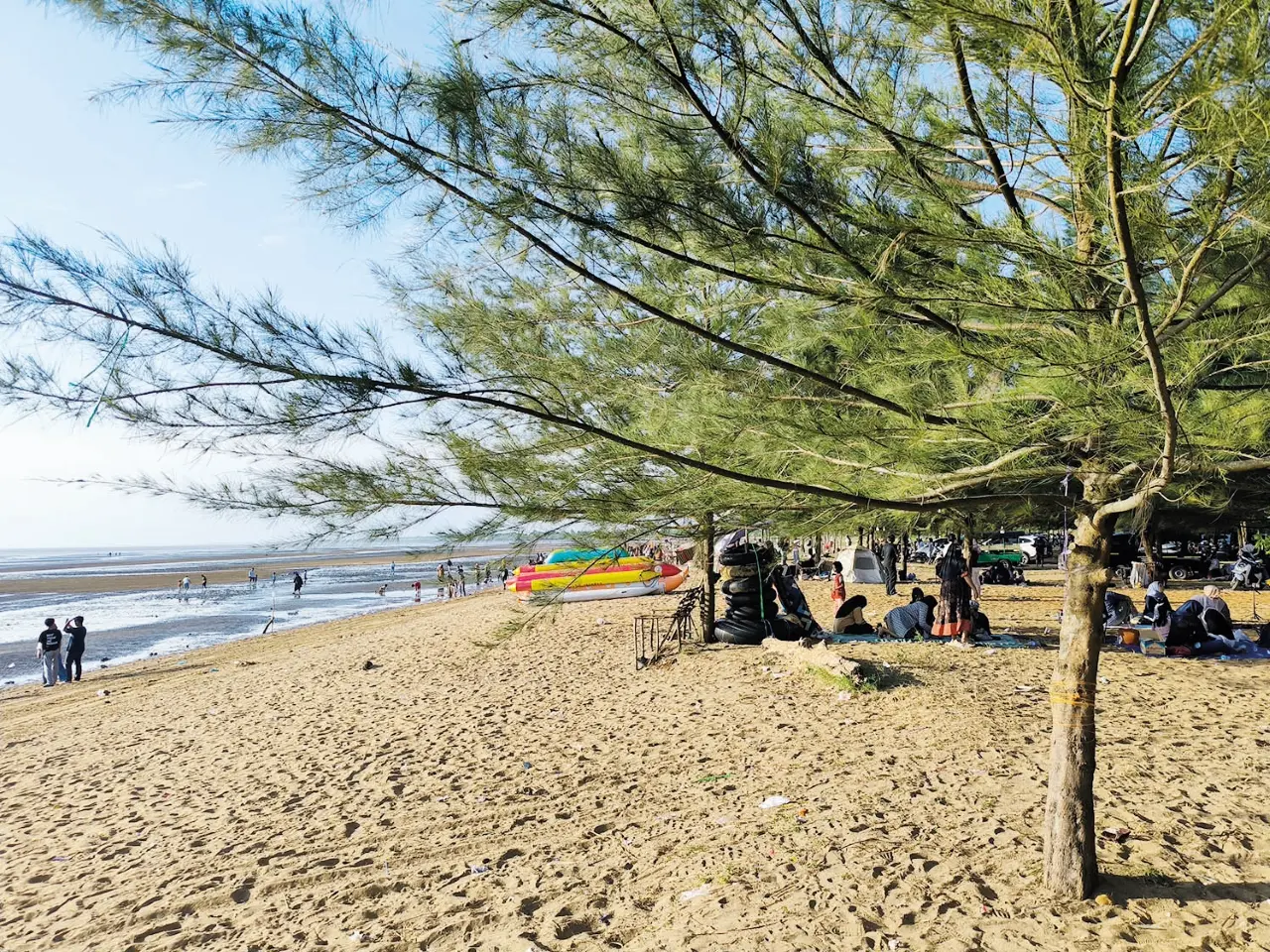 Pohon Cemara: Inilah deretan pohon cemara yang membuat pengunjung betah berlama-lama di Pantai Kasuari