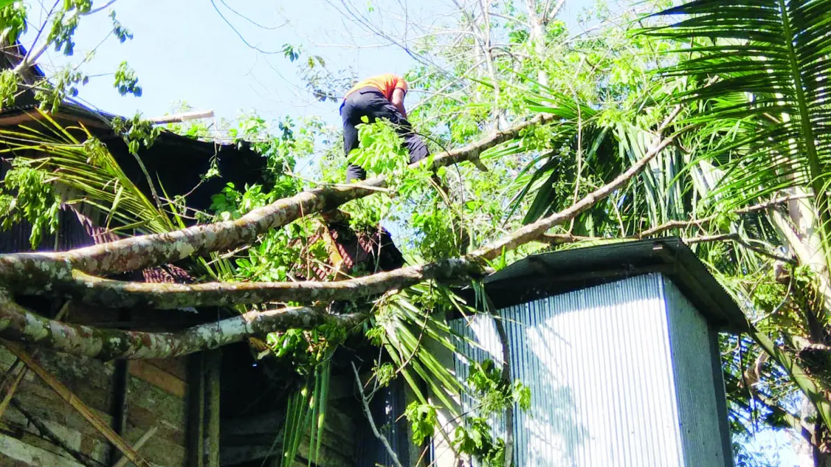 TUMBANG: Pohon tumbang menimpa dapur rumah warga di Desa Madang, petugas dari BPBD HSS lakukan pembersihan.&nbsp;
(Foto: BPBD HSS)&nbsp;