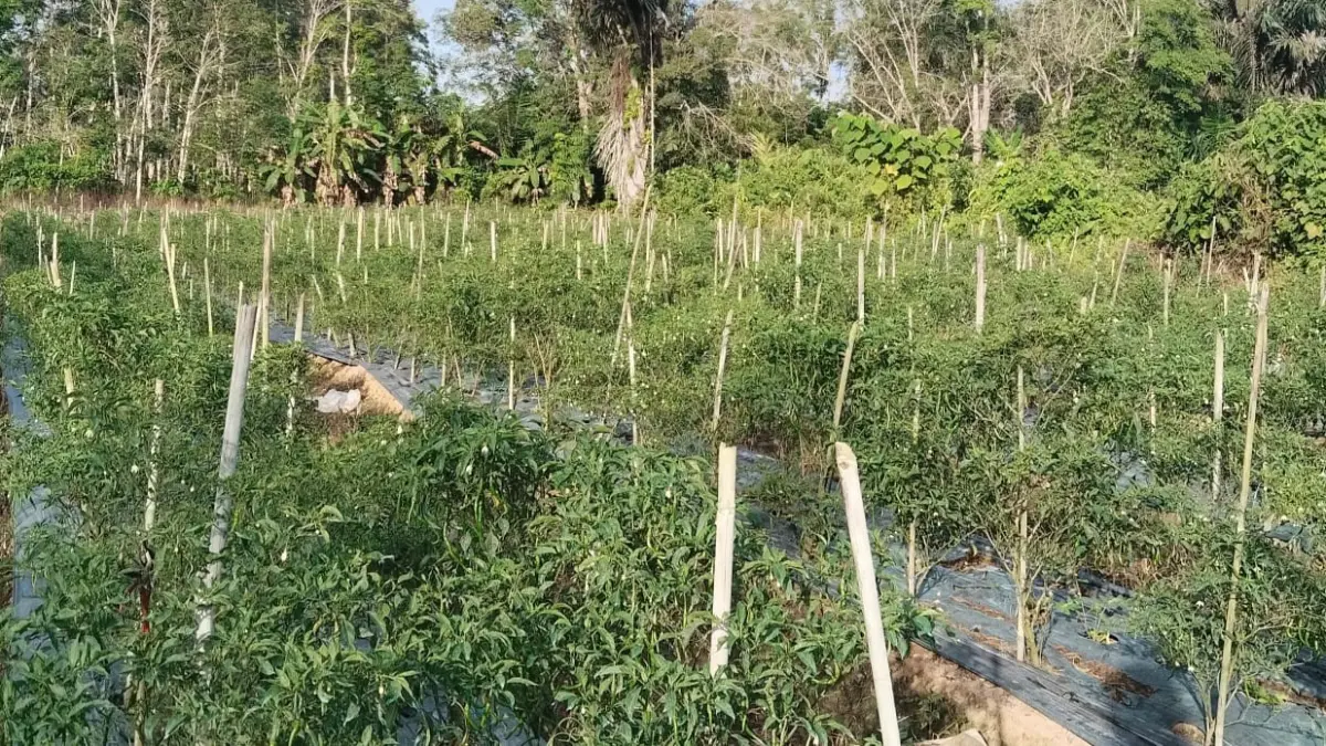 HARGA ANJLOK: Kebun cabai merah keriting milik petani di Kabupaten Balangan. Tingginya biaya perawatan tak sebanding dengan harga jual yang merosot hingga Rp15 ribu per kilogram akibat pasokan dari luar daerah. 