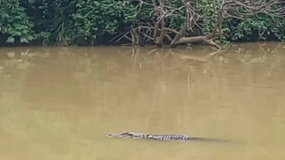 MENCEKAM: Penampakan predator ganas saat pencarian anak diterkam buaya di Desa Sungai Kupang.
Foto: Khairul Sani untuk Radar Banjarmasin.&nbsp;
