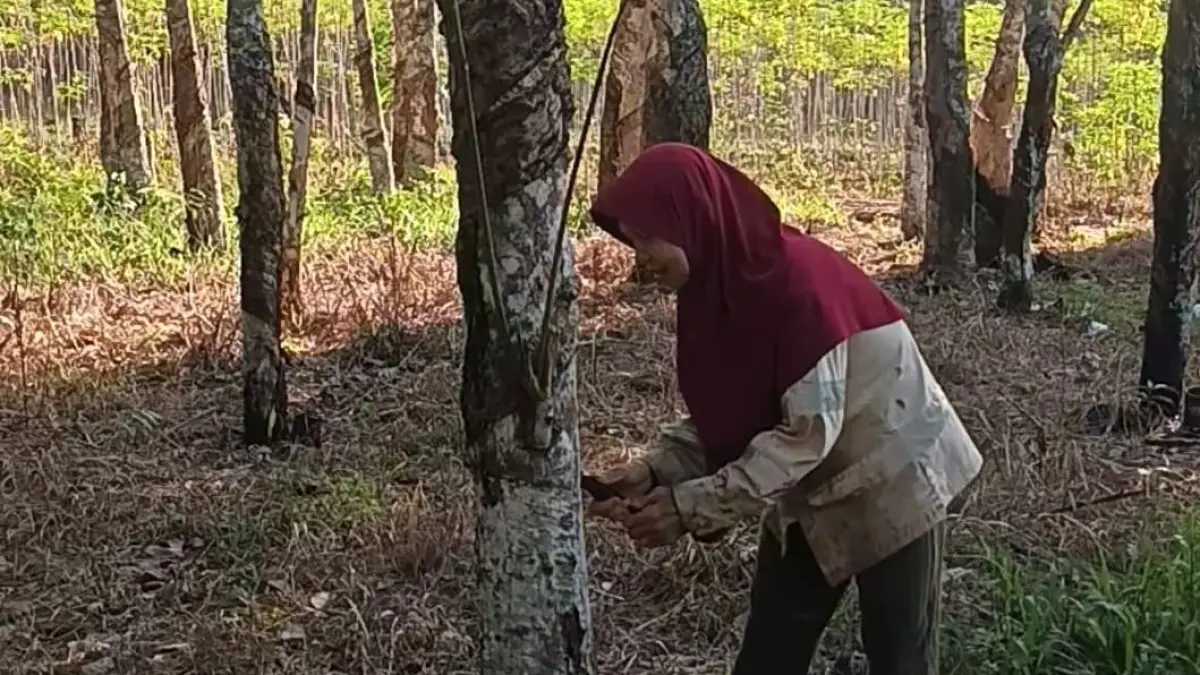 Petani karet di Tabalong saat menyadap pohon karet miliknya. (Ibnu Dwi Wahyudi/ Radar Banjarmasin)