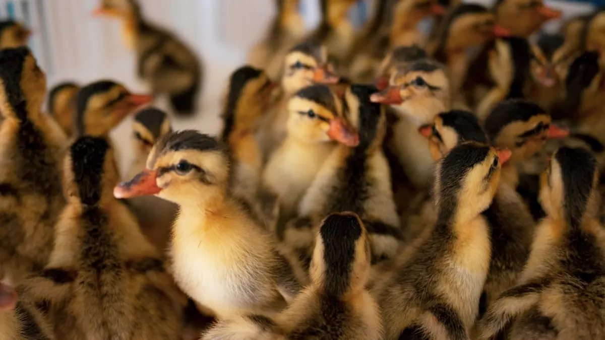 KETAHANAN PANGAN : Day Old Duck (DOD) berstandar nasional dari BPTU-HPT Pelaihari yang didistribusikan ke seluruh Indonesia. (Foto : BPTU-HPT Pelaihari)