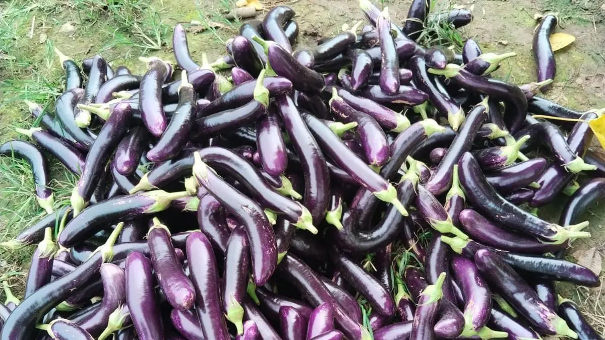 PANEN TERONG: Hasil panen terong ungu dari salah satu kebun milik warga. Tingginya harga jual tahun ini memberikan keuntungan besar bagi petani. (Khairul untuk Radar Banjarmasin)