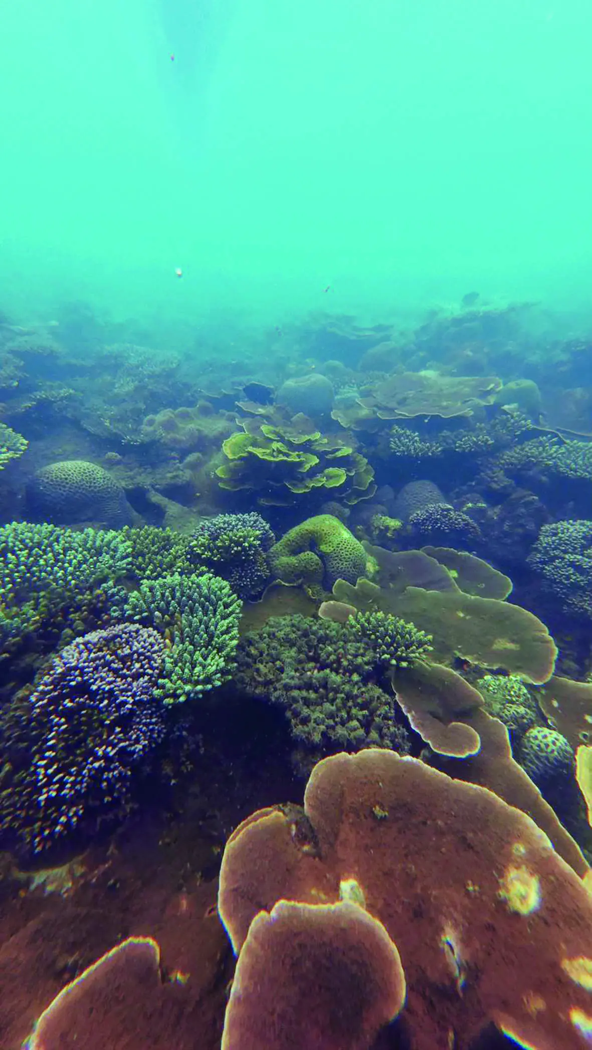 Taman Bawah Laut 