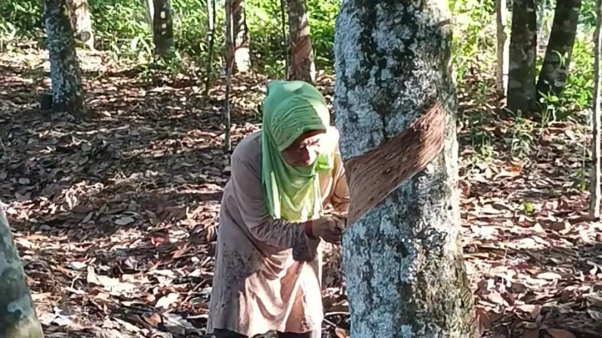 KARET : Warga Tabalong menyadap karet di kebunnya. (Foto: Ibnu Dwi Wahyudi/ Radar Banjarmasin)