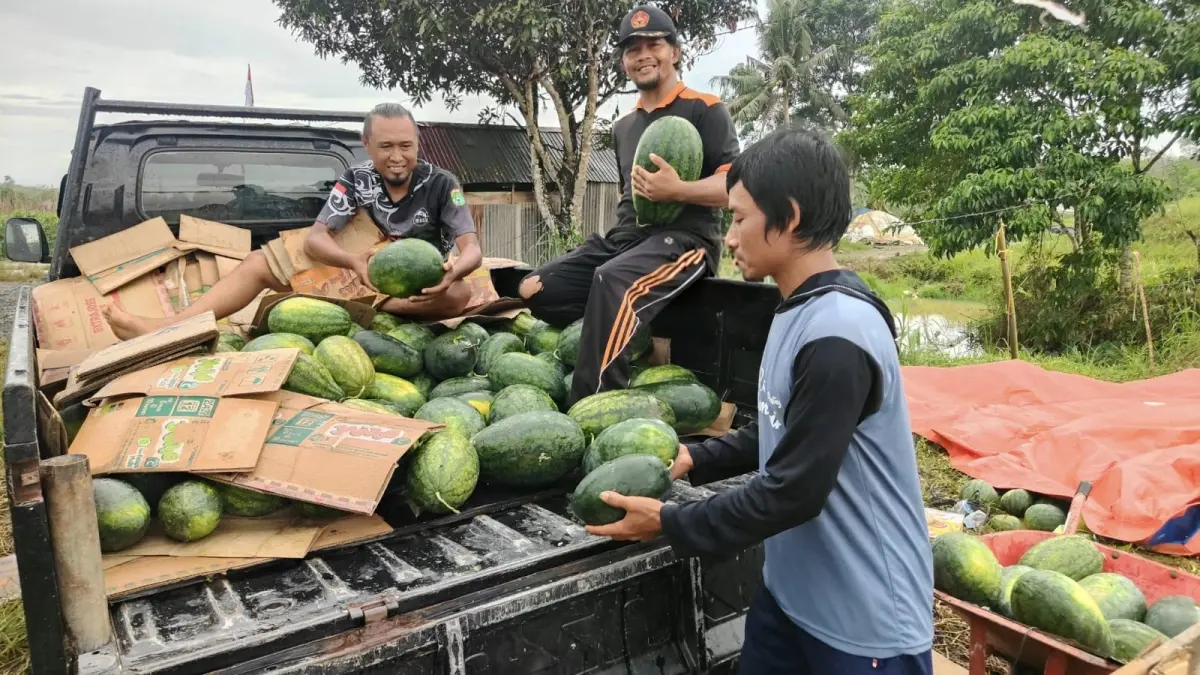 PANEN: Petani memanen semangka di Kecamatan Karang Bintang, Tanah Bumbu. Musim kemarau dan penurunan harga mendorong sebagian petani mengalihkan budidaya dari semangka ke cabai. (Foto: Alfiannor untuk Radar Banjarmasin)
