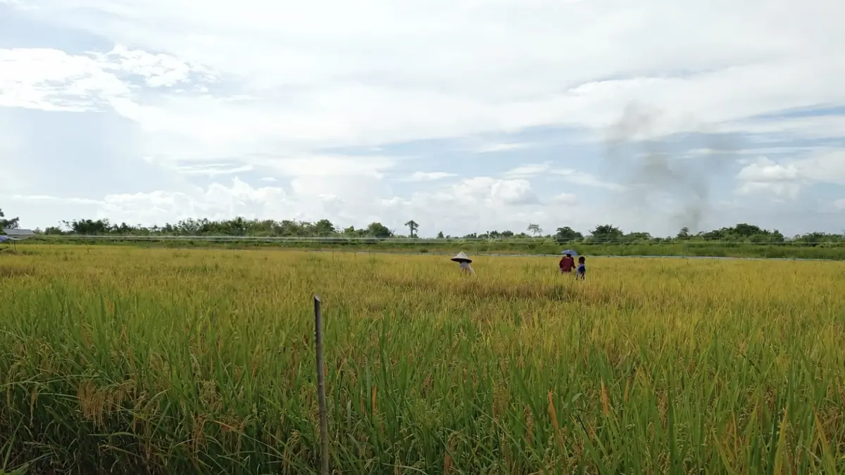 PERSAWAHAN: Petani berada di areal persawahan di Kecamatan Kusan Hilir, Tanah Bumbu. DPKP memastikan distribusi pupuk yang sempat terkendala administrasi segera kembali normal. (Foto: DKPP Tanah Bumbu untuk Radar Banjarmasin)