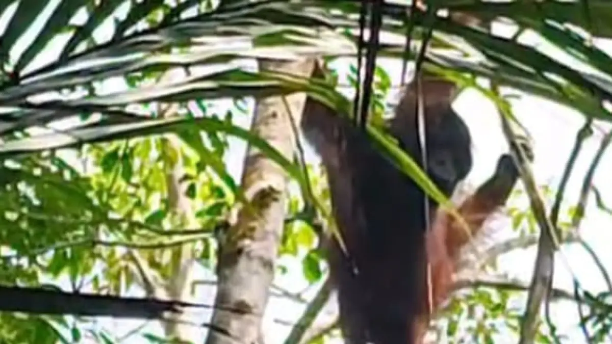 HEBOH: Orang utan ketika masuk ke kawasan perkebunan warga di Desa Habau Kecamatan Benua Lawas. (Foto: Polres Tabalong/ Radar Banjarmasin)