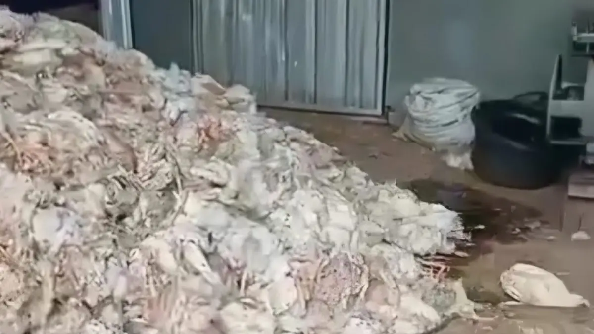 VIRAL: Ribuan ayam mati di HST akibat pemadaman listrik.