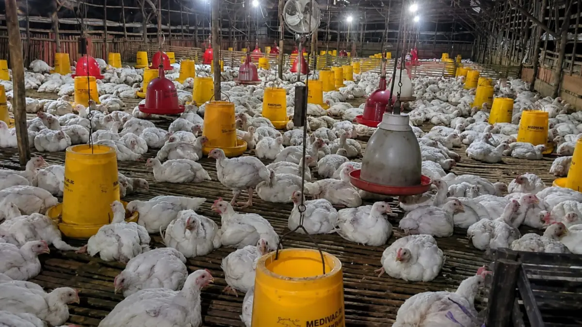 ILUSTRASI. Dinas Pertanian Kabupaten Banjar mulai mewaspadai potensi risiko kematian ayam di kandang close house saat terjadi pemadaman listrik. (GOOGLE MAP)
