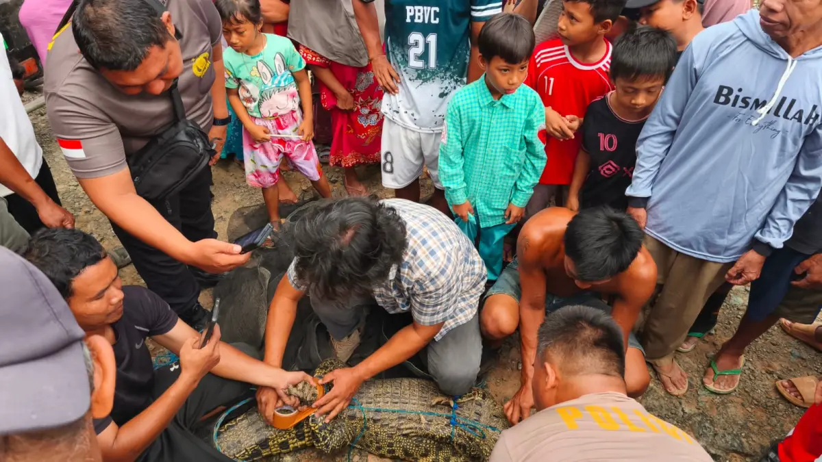 EVAKUASI: Personel Polsek Kelumpang Hilir mengamankan seekor buaya muara sepanjang sekitar dua meter yang masuk ke permukiman warga di Desa Pelajau Baru, Kabupaten Kotabaru. (POLSEK KELUMPANG HILIR)