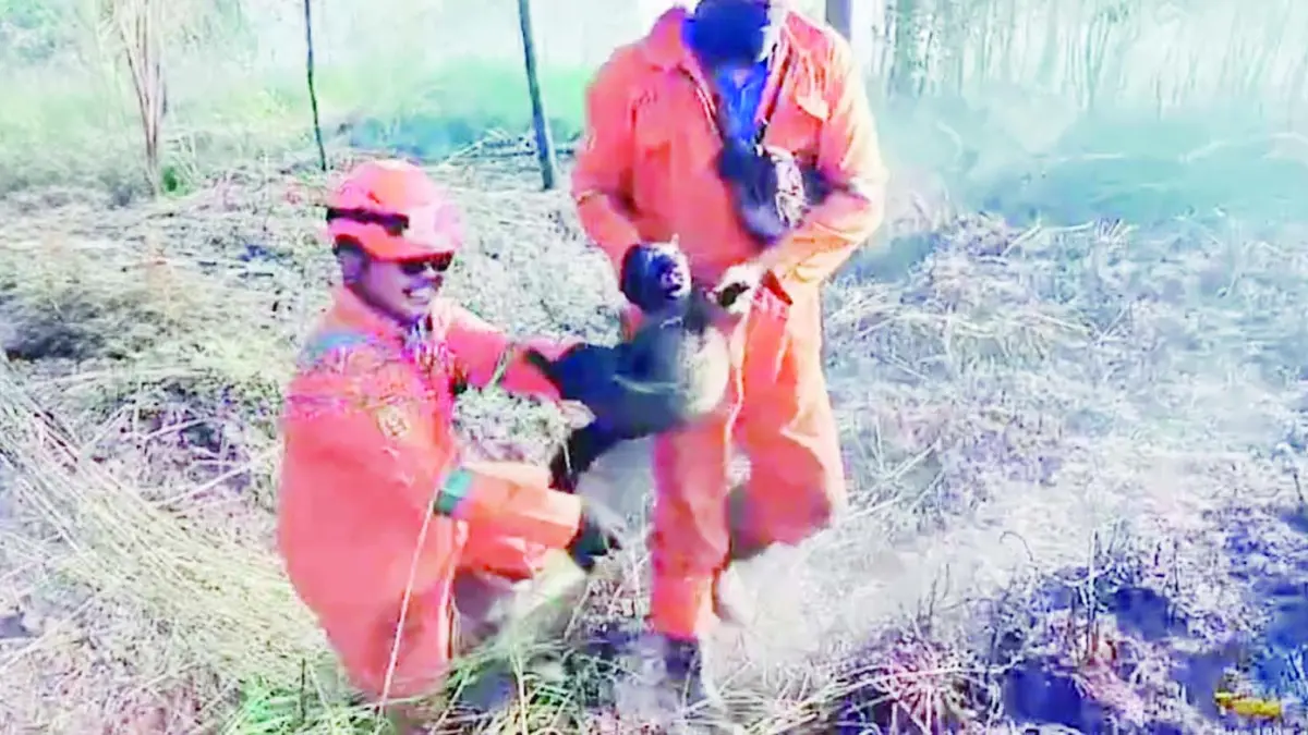 MENYELAMATKAN: Petugas BPBD Banjarbaru saat menyelamatkan seekor musang di tengah karhutla.&nbsp;