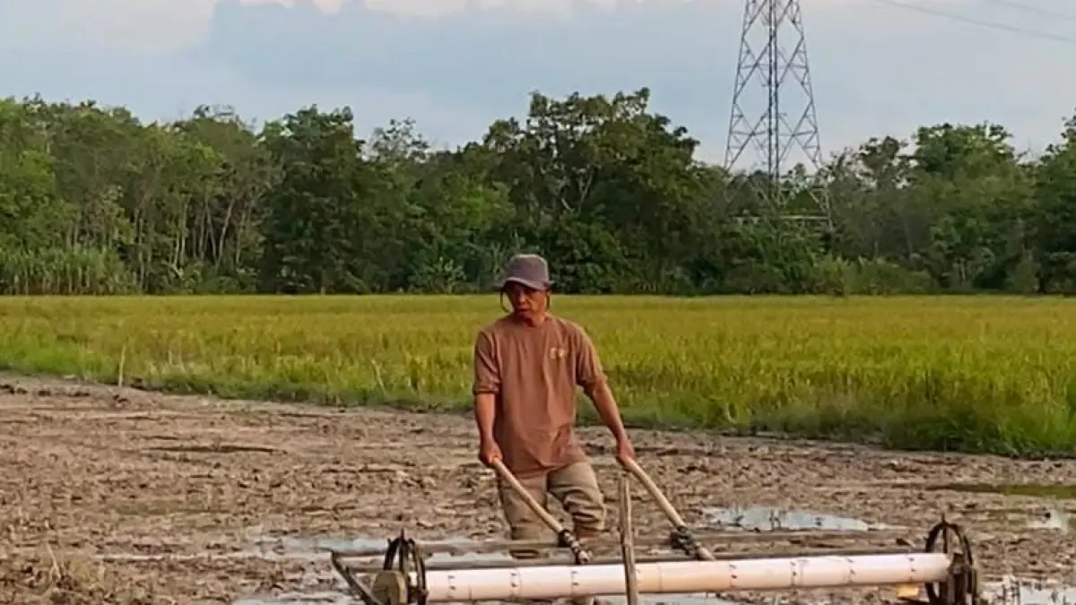 Petani saat mempraktikkan metode penanaman padi modern di kawasan persawahan Desa Kaladan sebagai siasat menekan tingginya biaya produksi. (Khairul)