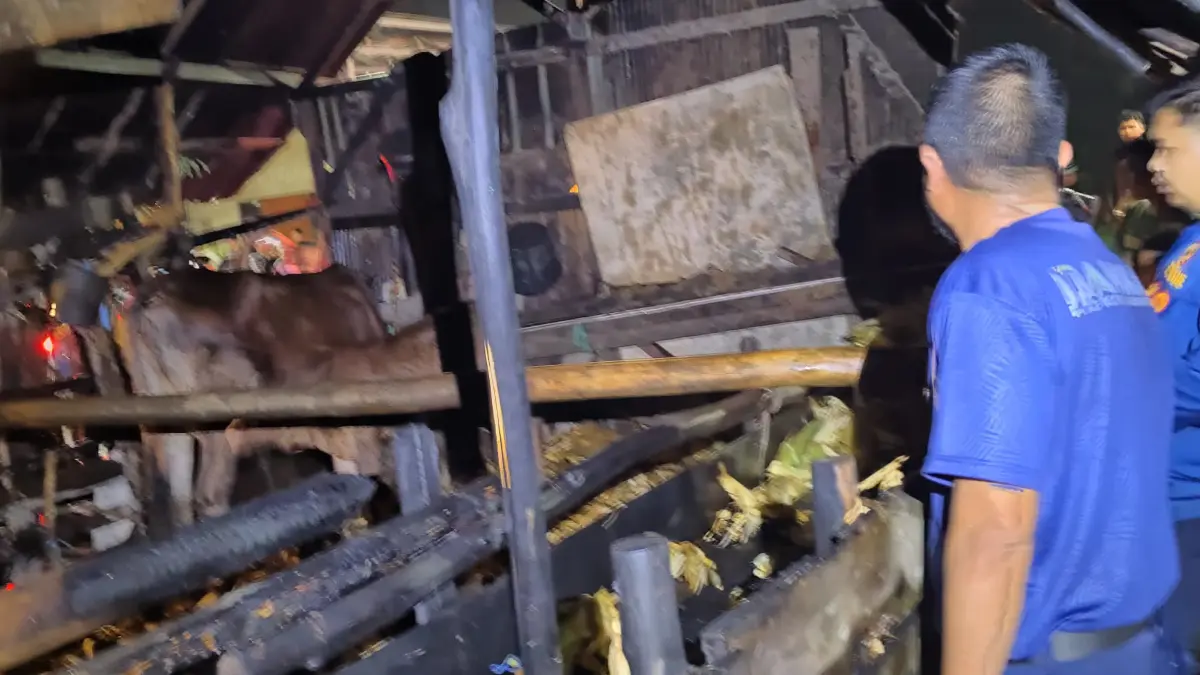 TERBAKAR: Kandang Sapi milik Sunyono di Desa Karias Kabupaten HSU, terbakar. (Foto: Damkar HSU)