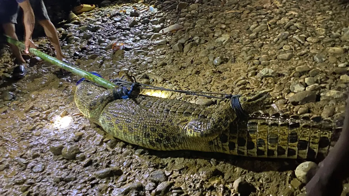 DITANGKAP: Detik detik Buaya berukuran 3 meter diamankan warga dan pihak Polsek Hampang.&nbsp;
Foto: warga untuk Radar Banjarmasin.&nbsp;