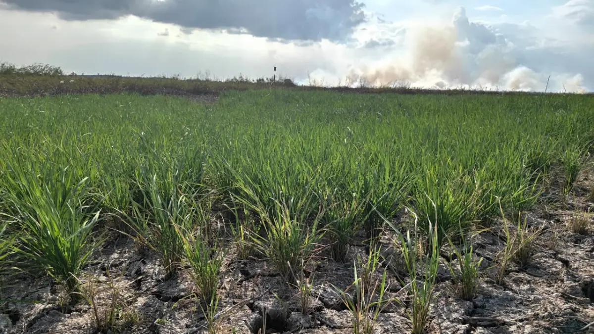 MENGERING: Kondisi sawah yang mulai mengering dan tanah retak akibat minimnya pasokan air di Kabupaten Banjar, Kamis (30/7). Ratusan hektare lahan pertanian terancam gagal panen jika kemarau berkepanjangan. (Fadlan Zakiri/Radar Banjar)
