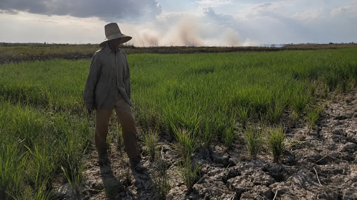TERANCAM PUSO: Kondisi sawah yang mulai mengering dan tanah retak akibat minimnya pasokan air di Kabupaten Banjar, Kamis (30/7). (Foto: FADLAN ZAKIRI/RADAR BANJAR)
