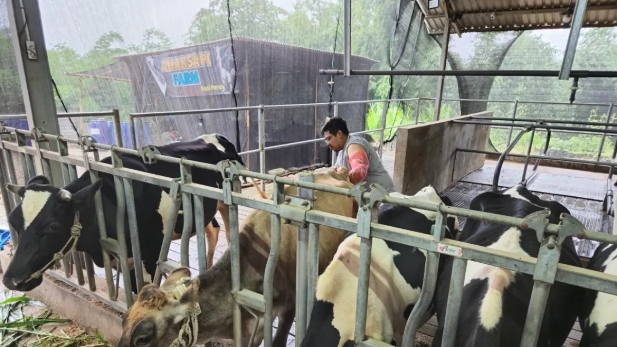 usaha peternakan sapi perah menjadi sumber kehidupan bagi banyak warga.