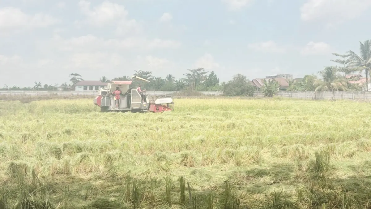 KEKERINGAN: Kondisi lahan pertanian di Banua. BPTPH Kalsel mencatat seluas 6.691 hektare sawah alami kekeringan akibat musim kemarau.&nbsp;
(MC KALSEL)&nbsp;