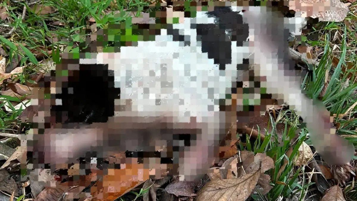 RABIES: Bangkai anjing yang dipastikan positif rabies setelah hasil uji laboratorium. Hewan tersebut sebelumnya menyerang seorang lansia di Desa Pandulangan, Kecamatan Padang Batung, Hulu Sungai Selatan. (Foto: Warga Pandulangan untuk Radar Banjarmasin)
