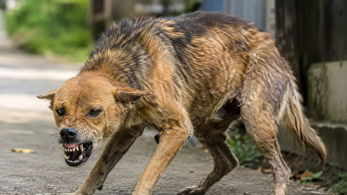 RABIES: Ilustrasi Anjing Ganas Terindikasi Rabies. (Foto: AI/Chat GPT)