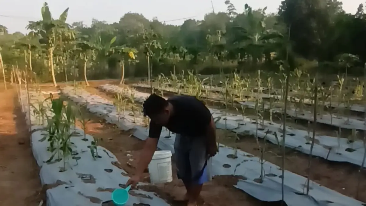 Petani di Tabalong saat menyirami tanaman miliknya dengam air seadanya.(Ibnu Dwi Wahyudi/Radar Banjarmasin)