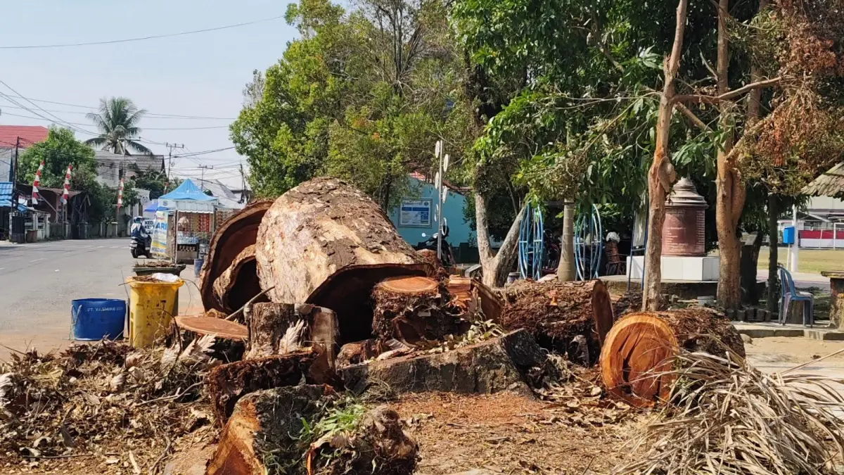 Pohon mahoni berusia puluhan tahun di kawasan Lapangan Pahlawan Amuntai ditebang untuk mendukung penataan kawasan dan akses Paskibraka menjelang upacara HUT ke-81 Kemerdekaan RI. (M Akbar/Radar Banjarmasin)