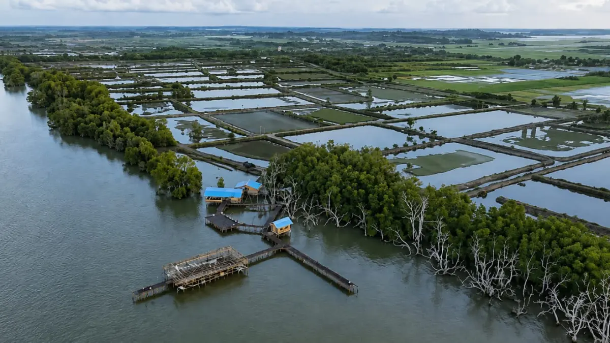 PERDAGANGAN KARBON: Mangrove di Desa Kersik Putih, Kecamatan Batulicin, Tanah Bumbu, berpadu dengan kawasan tambak yang membentang di pesisir.