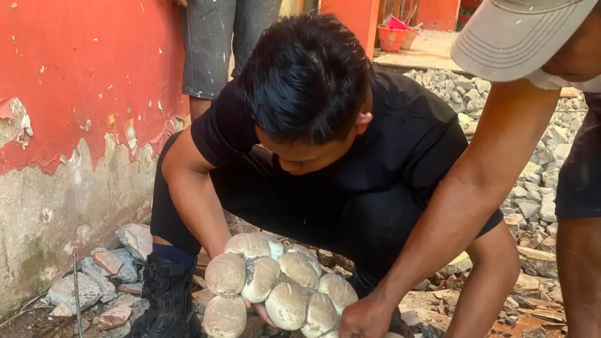 Tim Animal Rescue Banjarmasin mengevakuasi ular sanca batik berukuran sekitar 4 meter yang ditemukan bersama 39 telur di bawah lantai rumah warga di Jalan Purnasakti, Banjarmasin Barat, Minggu (16/8/2026). (ARB untuk Radar Banjarmasin)