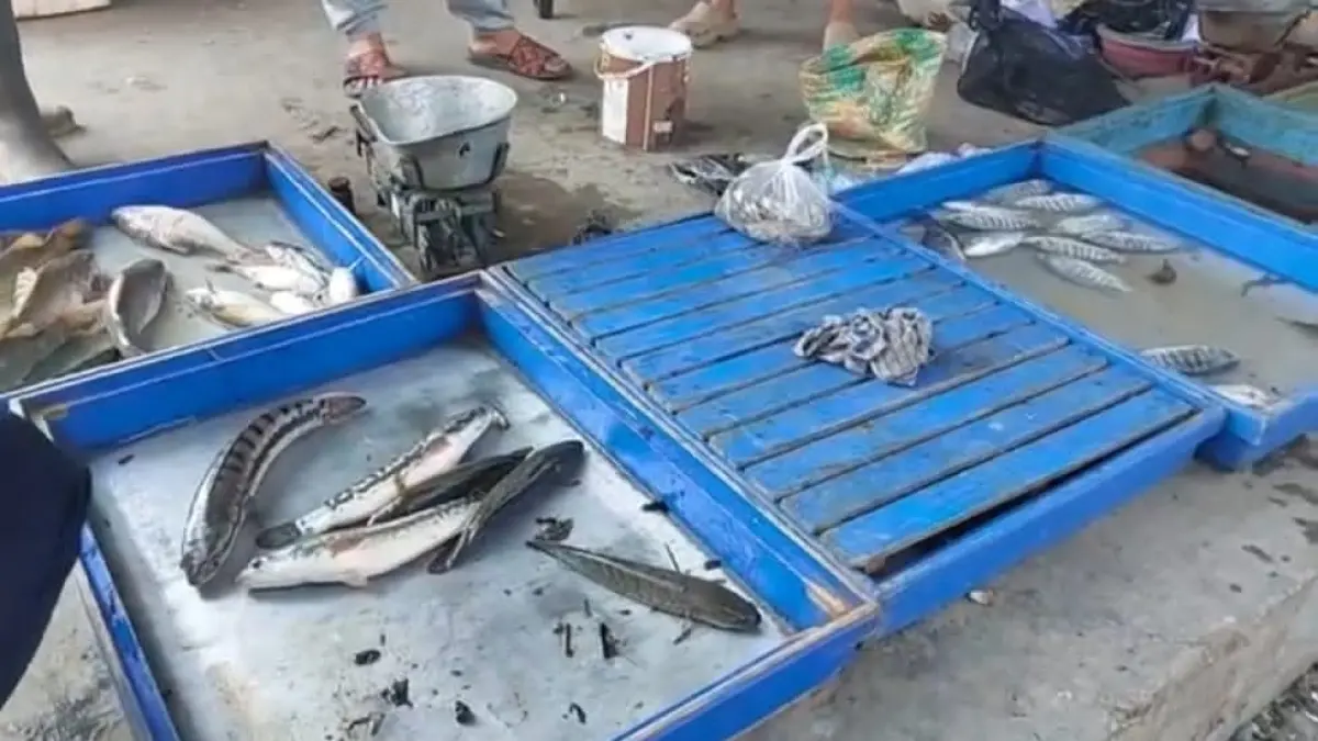 BANYAK STOK: Ikan sungai yang kini melimpah di musim kemarau, membuat harga jualnya anjlok.(Foto: Raudah Anisya/Radar Banjarmasin)&nbsp;