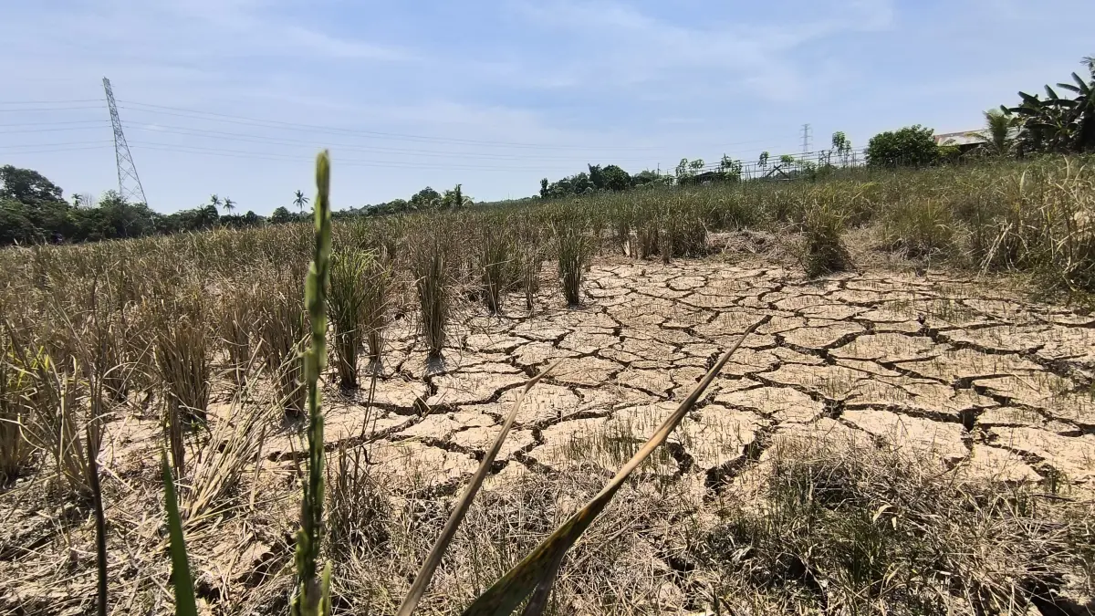 KEKERINGAN: Kondisi tanah persawahan di Kabupaten Balangan yang retak akibat kemarau panjang, memicu ancaman gagal panen. (Foto: M Dirga/Radar Banjarmasin)