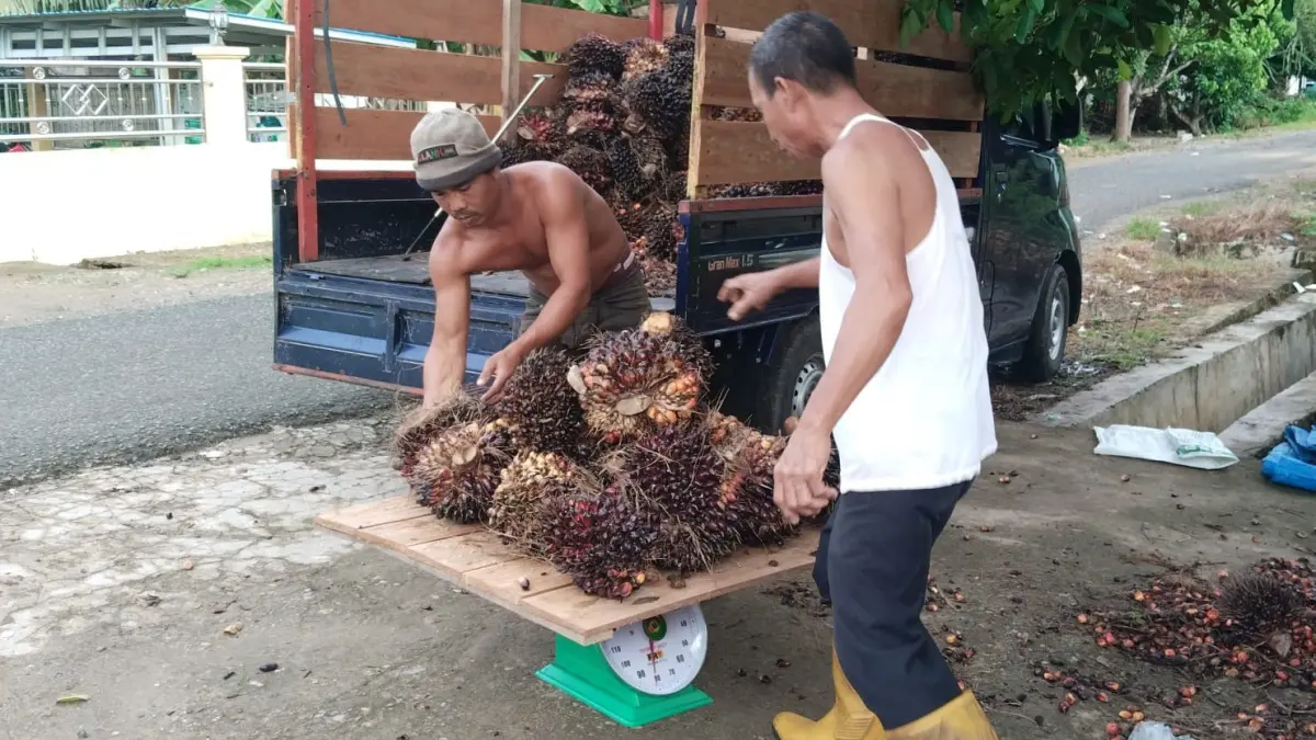 PANEN KEMARAU: Suasana panen kelapa sawit di Kecamatan Awayan, Kabupaten Balangan. Di musim kemarau, petani diuntungkan oleh akses kelancaran angkutan panen.