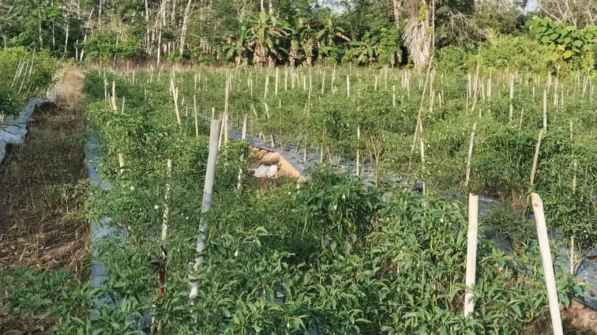 SERANGAN HAMA: Kondisi lahan perkebunan cabai di Kabupaten Balangan yang terancam gagal panen akibat serangan hama trips dan kutu kebul selama musim kemarau.
