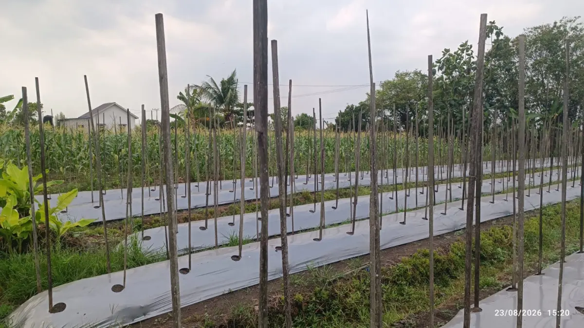 DIVERSIFIKASI: Lahan pertanian yang dikelola para petani diharapkan bisa semakin menghasilkan setelah diedukasi tim PKM ULM.&nbsp;