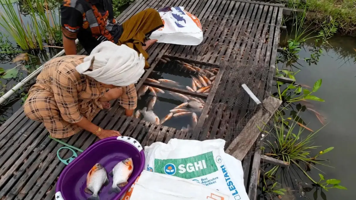 Ikan milik warga Desa Tahuran, HSU mengalami mati massal.