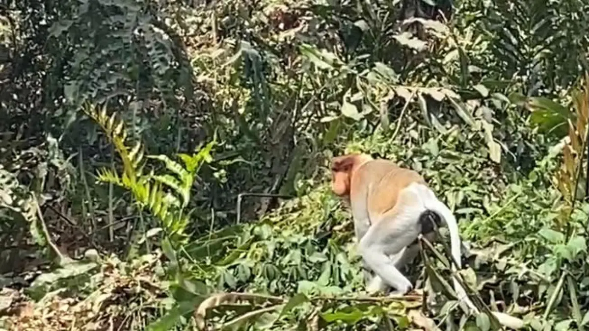 Bakantan terlihat di dekat jalan raya Tarjun Kotabaru. (Foto: Jumain/ Radar Banjarmasin)