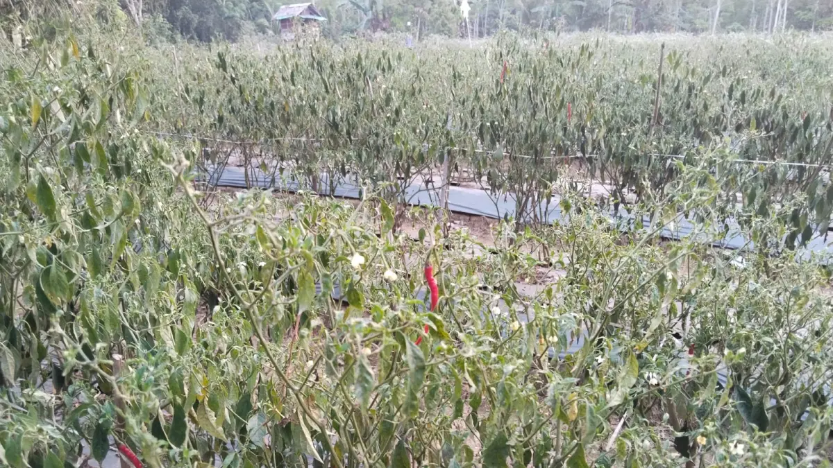 PERAWATAN TANAMAN: Hamparan tanaman cabai merah keriting di kawasan Paringin, Kabupaten Balangan yang membutuhkan perawatan eksta akibat kemarau panjang. (Foto: M Dirga / Radar Banjarmasin)