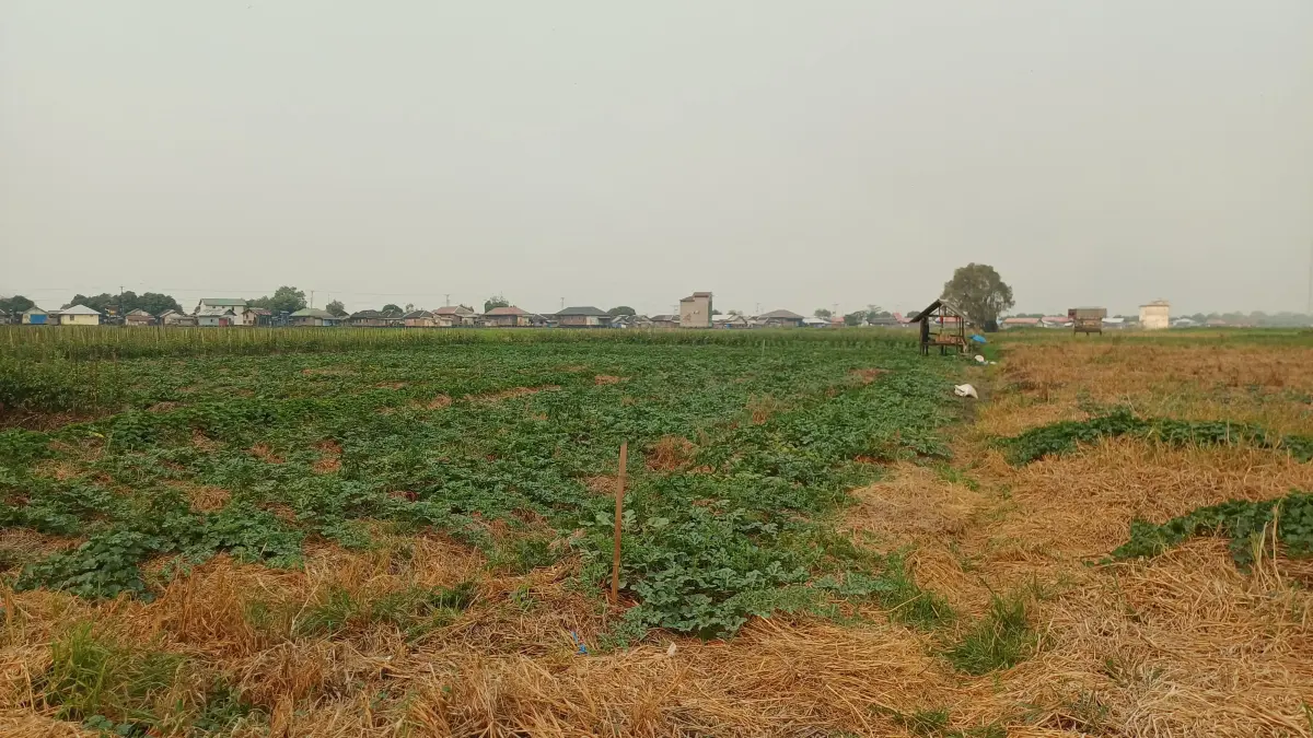 Salah satu lahan kebun Semangka milik warga. (Foto: Syarifuddin untuk Radar Banjarmasin)&nbsp;