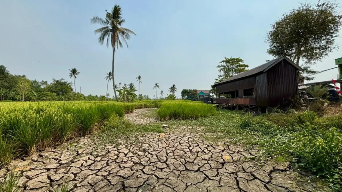 TANAH BENGKANG: Kondisi lahan pertanian di Tanjung Pagar, Banjarmasin Selatan, yang mengalami kekeringan hingga tanah retak-retak akibat minimnya hujan.