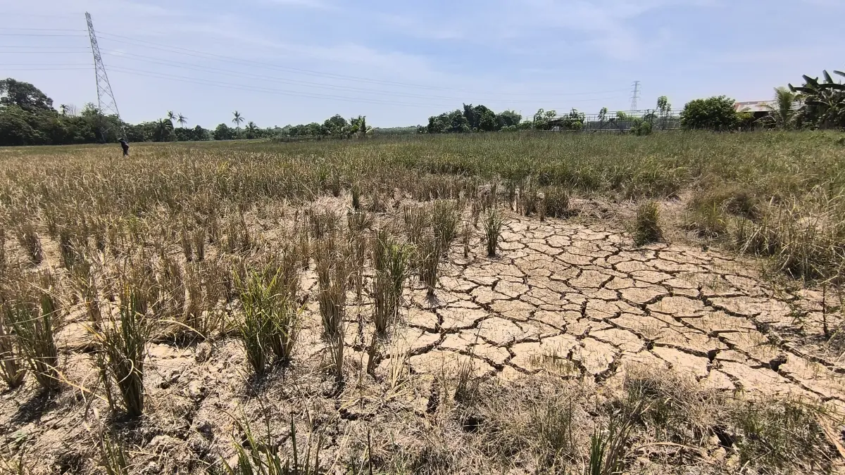 KEKERINGAN: Hamparan lahan yang mengering di wilayah Kabupaten Balangan. Prediksi curah hujan yang sangat rendah pada awal September menuntut kewaspadaan ekstra terhadap ancaman meluasnya kebakaran lahan. (M Dirga/ Radar Banjarmasin)