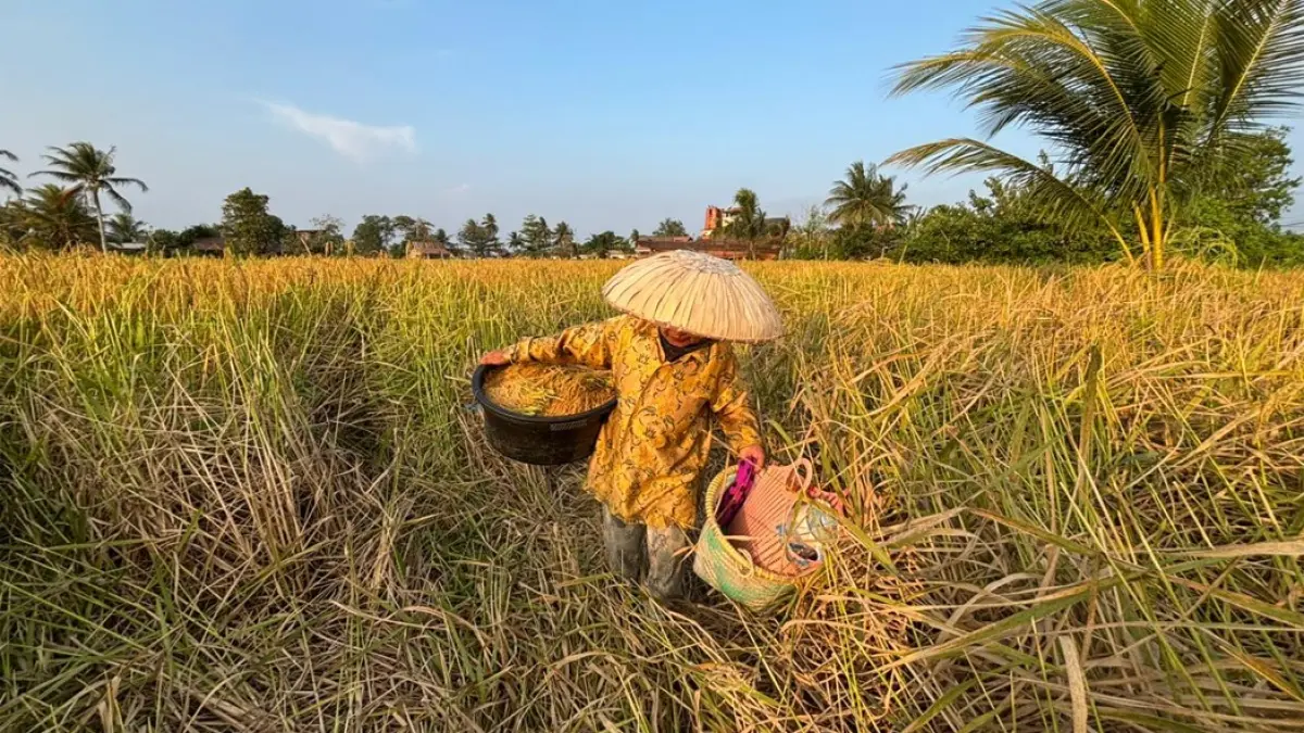 DI SAWAH: Petani di Banjarmasin membawa hasil panen padi dari lahan pertanian di Kecamatan Banjarmasin Selatan. 